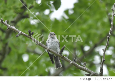 コサメビタキ 129936527