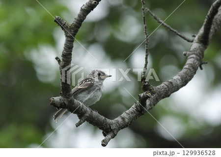 コサメビタキ 129936528