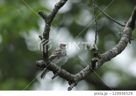 コサメビタキ 129936529