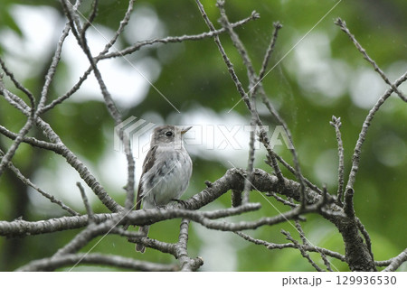 コサメビタキ 129936530