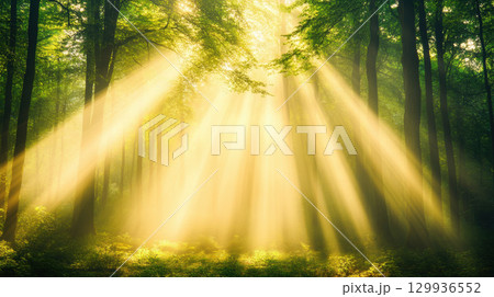 serene forest landscape with sunlight streaming through trees, creating magical atmosphere 129936552