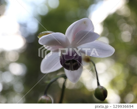 山の斜面に群生する森の妖精レンゲショウマ 山の斜面に群生する森の妖精レンゲショウマ 129936694