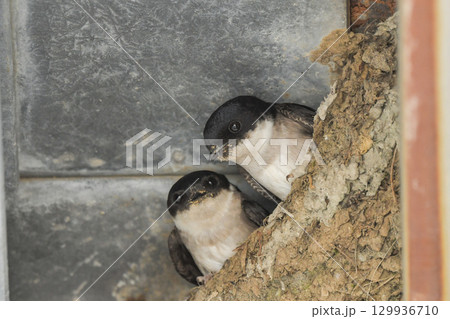 イワツバメ 129936710