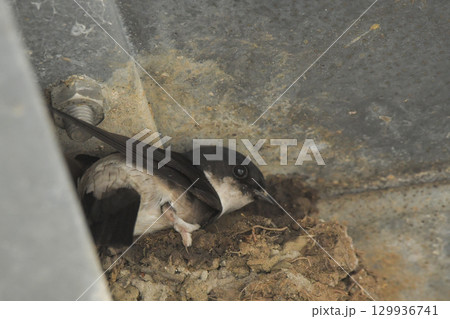 イワツバメ 129936741