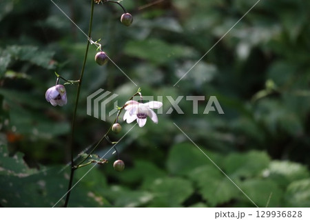 山の斜面に群生する森の妖精レンゲショウマ 129936828