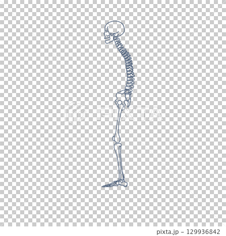 猫背のスケルトンシルエット素材（背景透過PNG） 129936842