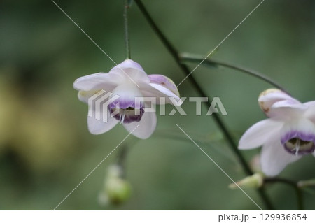 山の斜面に群生する森の妖精レンゲショウマ 129936854