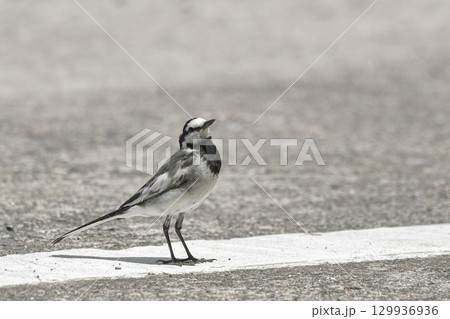 ハクセキレイ 129936936