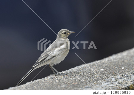 ハクセキレイ 129936939