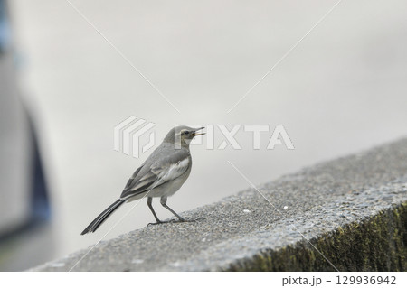 ハクセキレイ 129936942