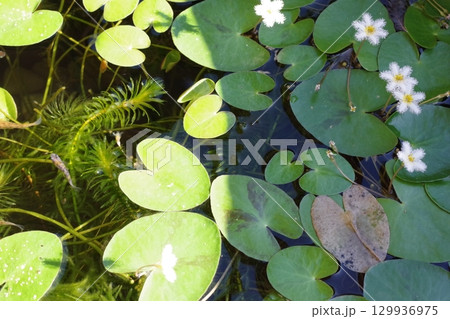 水に浮かぶ水草 129936975