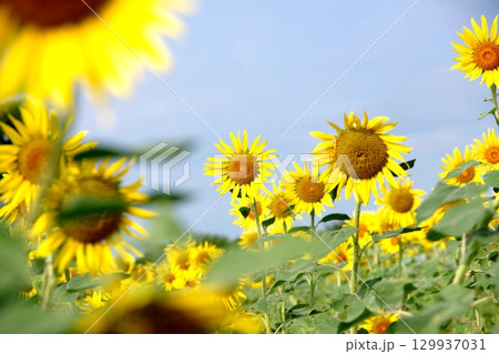 夏の花のある風景 夏の花のある風景 129937031