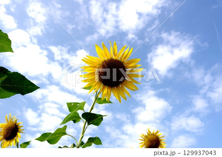 太陽に向かって 129937043