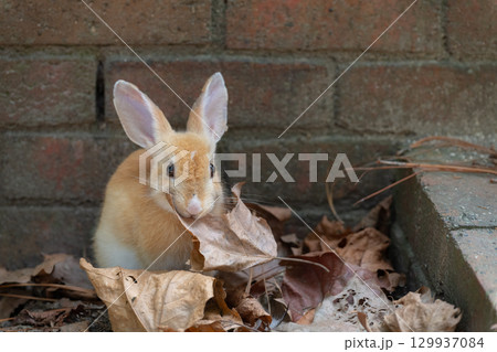 落ち葉を食べる子うさぎの記念撮影 129937084