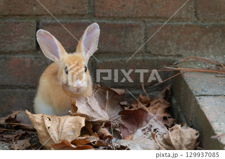 落ち葉に囲まれる子うさぎの記念撮影 129937085