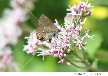 リンゴシジミ リンゴシジミ 129937209