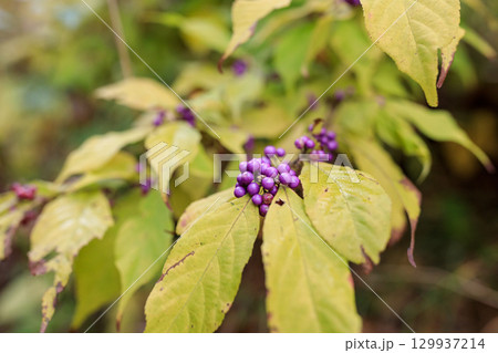 北海道壮瞥町、山の斜面で実るコムラサキ【11月】 129937214