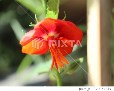 夏に咲くゴジカの花 129937215