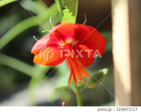 夏に咲くゴジカの花 129937217