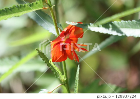 夏に咲くゴジカの花 129937224