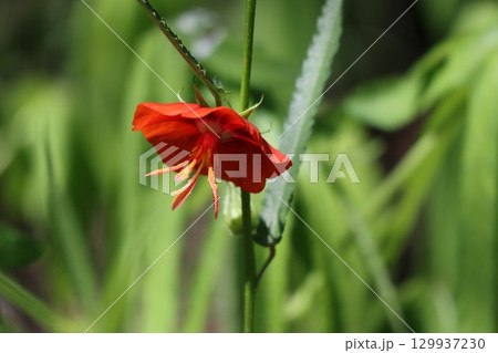 夏に咲くゴジカの花 129937230