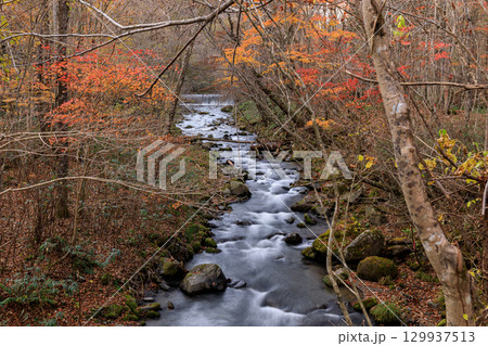 北海道苫小牧市、別々川の紅葉【11月】 129937513
