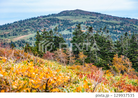 秋田　紅葉に染まる森吉山 129937535