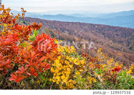 秋田　紅葉に染まる森吉山 129937538