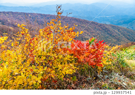 秋田 紅葉に染まる森吉山 秋田 紅葉に染まる森吉山 129937541