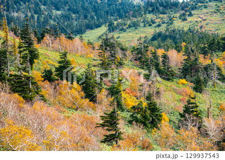秋田　紅葉に染まる森吉山 129937543