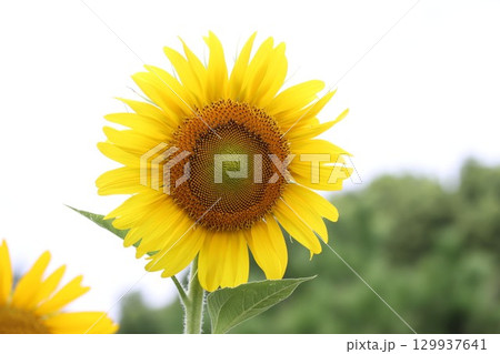 太陽に向かって咲くひまわり 129937641