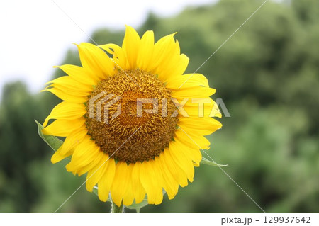 太陽に向かって咲くひまわり 129937642