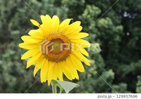 大きくひらくヒマワリの黄色い花 129937696