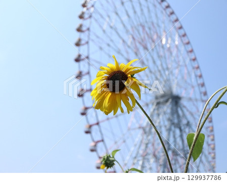 ヒマワリの黄色い花 129937786
