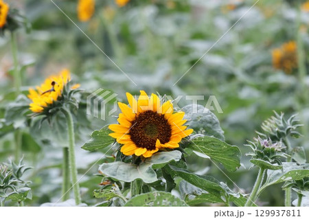 ヒマワリ畑に咲くヒマワリの花 129937811