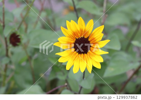 綺麗に咲くヒマワリの花 129937862