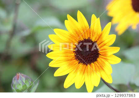 綺麗に咲くヒマワリの花 129937863
