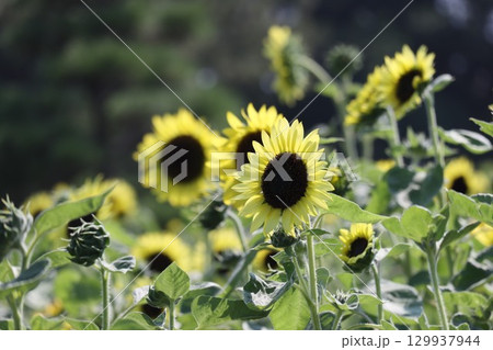 夏の花ひまわり 夏の花ひまわり 129937944