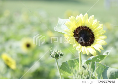 夏の花ひまわり 129937948