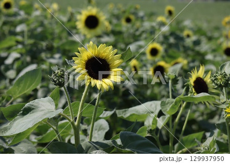 夏の花ひまわり 129937950