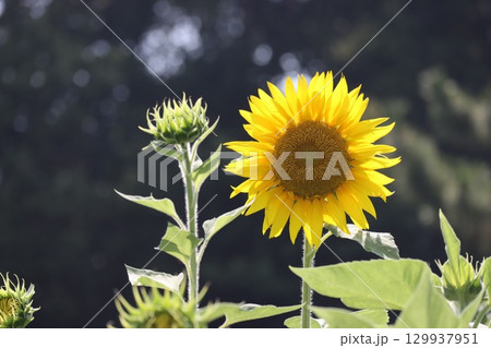 夏の花ひまわり 夏の花ひまわり 129937951
