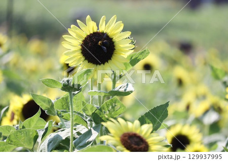 ヒマワリ畑のヒマワリの黄色い花をアップで撮影した写真 129937995