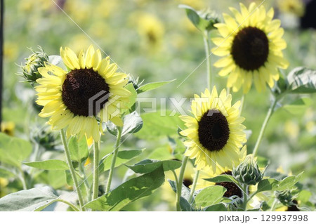 ヒマワリ畑のヒマワリの黄色い花をアップで撮影した写真 ヒマワリ畑のヒマワリの黄色い花をアップで撮影した写真 129937998