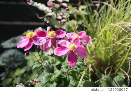 ピンク色のシュウメイギク ピンク色のシュウメイギク 129938027