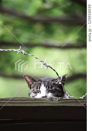 ネコは体が柔らかく運動能力が高い 129938039