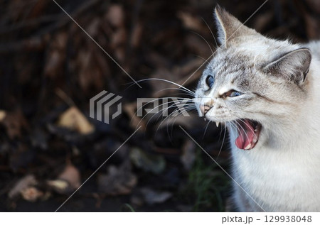 ネコは体が柔らかく運動能力が高い 129938048