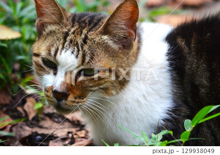 ネコは体が柔らかく運動能力が高い 129938049