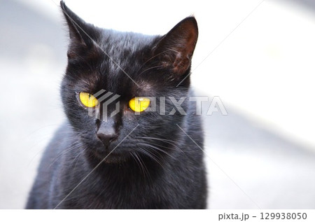 ネコは体が柔らかく運動能力が高い 129938050