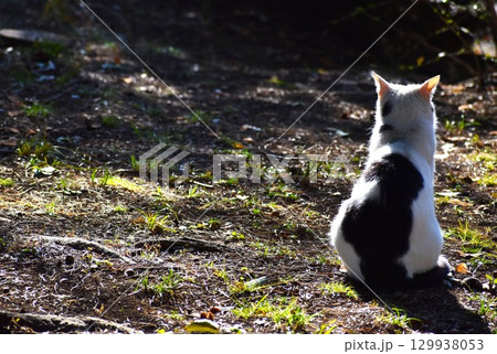 ネコは体が柔らかく運動能力が高い 129938053