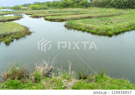 岐阜県海津市　春のアクアワールド水郷パークセンターにある堀田の雰囲気を再現した再生堀田 129938057
